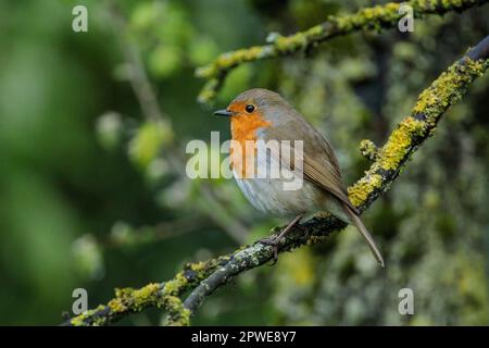 Robin, Erithacus rubecula, sitzt auf einem Ast. Foto: Amanda Rose/Alamy Stockfoto