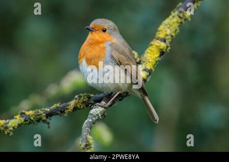 Robin, Erithacus rubecula, sitzt auf einem Ast. Foto: Amanda Rose/Alamy Stockfoto