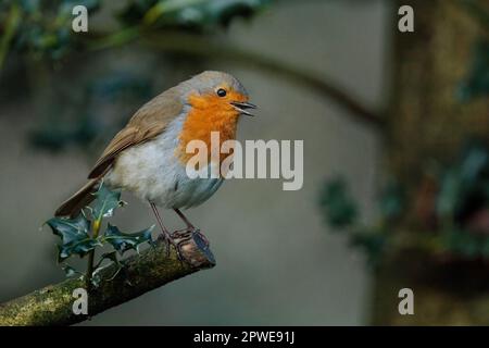 Robin, Erithacus rubecula, sitzt auf einem Zweig eines Strauchs. Foto: Amanda Rose/Alamy Stockfoto