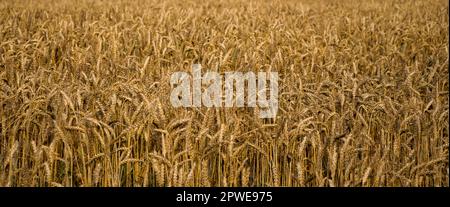 Weizenfeld. Reife Weizenohren, Vollformat. Reife Stacheln einer Weizenpflanze auf einem irischen Feld im Sommer. Stockfoto