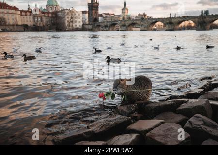 Nutria hält eine Rose auf dem Hintergrund der Karlsbrücke in der Nähe der moldau in Prag Stockfoto