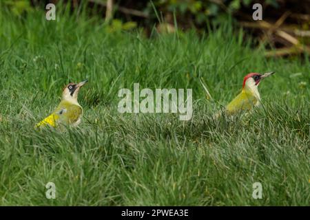 Weibliche und männliche europäische grüne Spechte, Picus viridis, auf Gras. Foto: Amanda Rose/Alamy Stockfoto