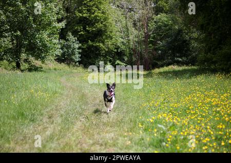 Hund läuft durch eine Wiese Stockfoto