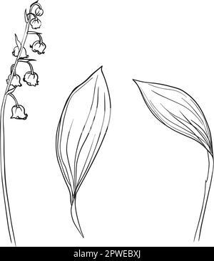 Sammlung von Lilien der Talblume und Blätter Zeichnung. Für Muster, Logo, Vorlage, Banner, Poster, Einladung und Begrüßung Stock Vektor