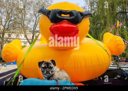 London, Vereinigtes Königreich, 30. April 2023. Ozzie, ein Pug Cross, bewacht eine riesige aufblasbare Ente und das Boot „Sola Gratia“, das zusammen mit seinem Besitzer für die Accessible Waterways Association wirbt, um Wasserwege für alle zugänglich zu machen. Schmalboote, Lastkähne und Kanalboote nehmen wieder einmal am IWA Canalway Cavalcade Festival in Little Venice Teil, das von der Inland Waterways Association (IWA) veranstaltet wird. Die IWA Canalway Cavalcade feiert dieses Jahr ihren 40. Jahrestag und feiert das Leben auf den Wasserstraßen mit einem Bootswettbewerb, Musik, Stände und Familienunterhaltung entlang des Canal Grande. Stockfoto