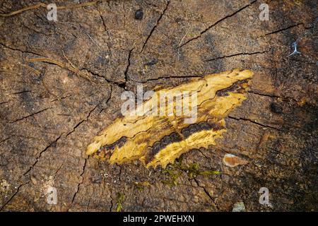 Waved Umber Moth, Menophra abruptaria, Monmouthshire, Wales, Großbritannien. Familie Geometridae. Stockfoto