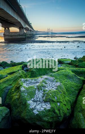 Felsen am Ufer mit Mustern aus Algen und Schlamm vor der Prince of Wales (M4) Brücke über die Severn Mündung von Severn Beach, South GL Stockfoto