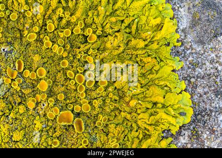 Gelbe Lichen, Xanthoria parietina, mit Apothecie. Eine Laubflechte, die auf Küstenfelsen üblich ist, Severn Estuary, Gloucestershire, England, Großbritannien Stockfoto