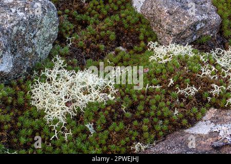 Bristly Haircap Moos, Polytrichum piliferum und eine Flechte, „Rentier Moss“, Cladonia portentosa, wachsen auf einer Steinwand. Ninewells, Monmout Stockfoto