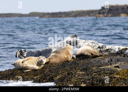 Grey Seal UK, Halichoerus grypus, eine Gruppe von Grey Seals on the Rocks, Farne Islands, Northumberland England. Die Tierwelt Großbritanniens an der britischen Küste. Stockfoto