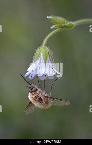 Bee Fly Stockfoto