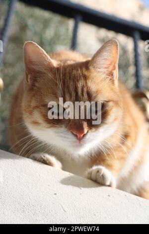 Die Katze schaut direkt in die Kamera Stockfoto