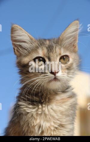 Katze in die Kamera schaut Stockfoto