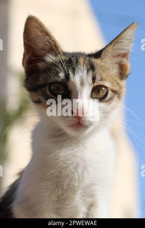 Katze in die Kamera schaut Stockfoto