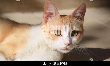 Katze in die Kamera schaut Stockfoto