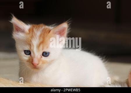 Katze in die Kamera schaut Stockfoto