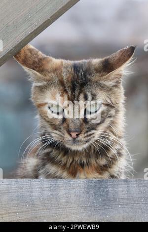 Porträt einer wütenden Katze Stockfoto