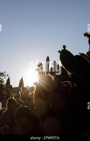 Kaktusbüsche in den Strahlen der untergehenden Sonne. Spinnweben zwischen Pflanzen, Nadeln, sandige Wüste, endloser Sand, Sandsturm, Altes ägypten, Hitze, Sonne, Staub Stockfoto