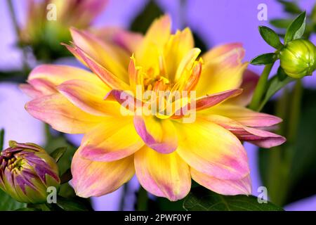 Eine Blume aus einer rosa-gelben Hypnotica Rose Bicolor Dahlia Stockfoto