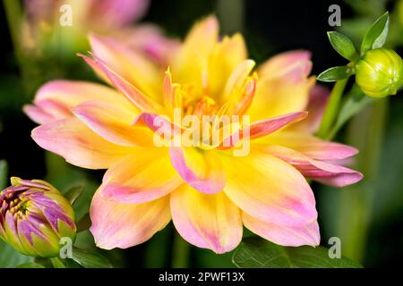 Eine Blume aus einer rosa-gelben Hypnotica Rose Bicolor Dahlia Stockfoto