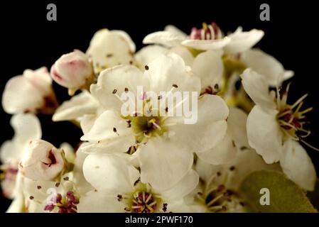 Nahaufnahme von Blüten aus einer Bradford Birne (Pyrus calleryana) Stockfoto