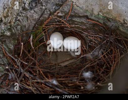 Schließen Sie zwei Taubeneier im Nest Stockfoto