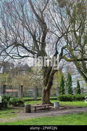 park mit japanischen Sakura-Bäumen im Frühjahr. Schöne städtische Landschaft im Morgenlicht. Bank unter einem rosa blühenden Ästen Stockfoto