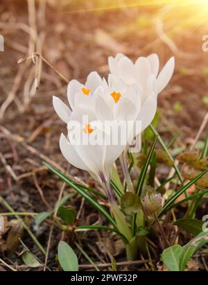 Weiße Krokusse wachsen auf dem Boden im frühen Frühling. Erste Frühling Blumen blühen im Garten. Frühlingswiese voller weiße Krokusse, Bündel Krokusse Stockfoto