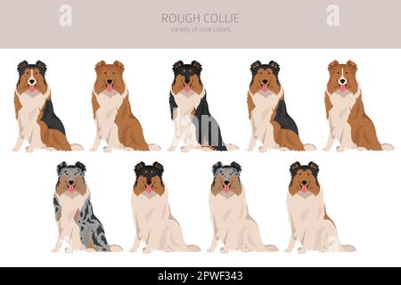 Rauer Collie Clipart. Verschiedene Posen, Fellfarben gesetzt. Vektorgrafik Stock Vektor