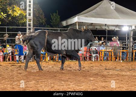 Itaja, Goias, Brasilien - 04 23 2023: Bullenreiten in einer Rodeoarena bei Nacht Stockfoto