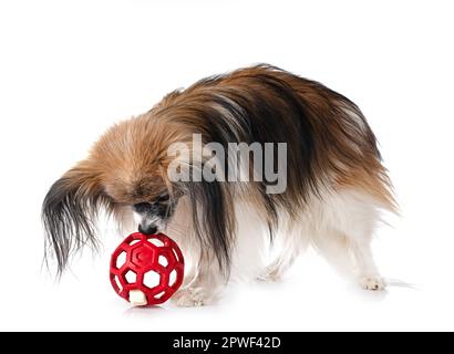 Papillon Hund vor weißem Hintergrund Stockfoto