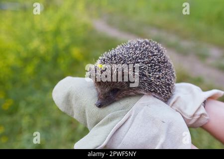 Ein Gebuckelt Igel in die Hände in Handschuhe gehalten. Stockfoto