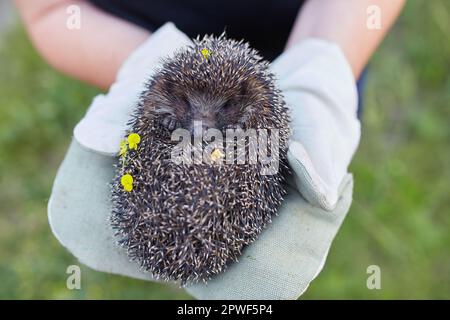 Ein Gebuckelt Igel in die Hände in Handschuhe gehalten. Stockfoto