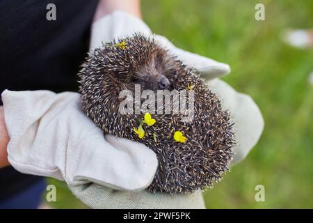 Ein Gebuckelt Igel in die Hände in Handschuhe gehalten. Stockfoto