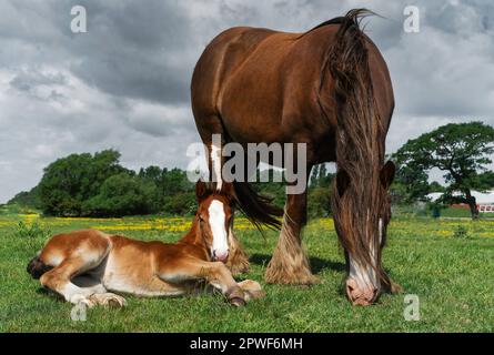 Maiskolben und Fohlen weiden und ruhen sich unter bewölktem Himmel an einem sonnigen Frühlingstag in Beverley, Yorkshire, Großbritannien. Stockfoto