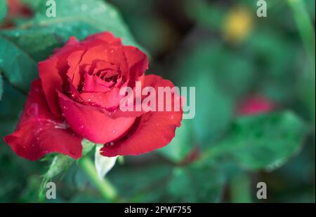 Rote Rosen auf schwarzem Hintergrund. Draufsicht und Kopie Weltraum Blumen- und Liebeskonzept Stockfoto