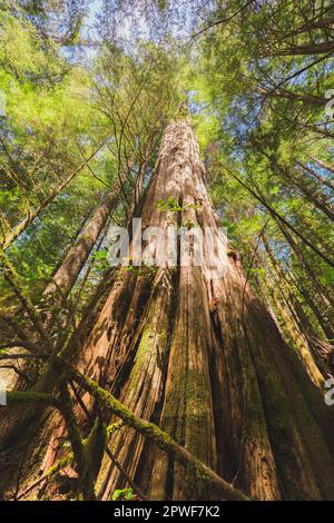 Ein hoher Douglas Fir Baum im alten Wald Upper Avatar Grove in der Nähe von Port Renfrew auf Vancouver Island, British Columbia. Stockfoto