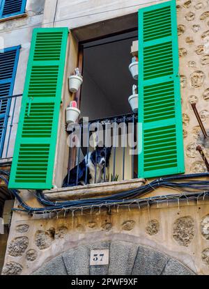 Schäferhund mit Blick vom Balkonfenster eines Apartments in Soller Mallorca, Spanien Stockfoto