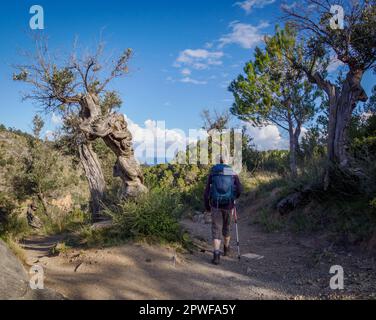 Spazieren Sie vorbei an verdrehten Olivenbäumen in der Nähe von Deia auf dem GR221 langen Weg durch die Tramuntana-Berge von Mallorca Spanien Stockfoto