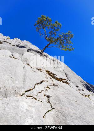 Die einsame Holm-Eiche wächst auf einer steilen Klippe im Tramuntana-Gebirge auf Mallorca, Spanien Stockfoto