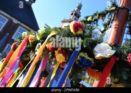 Leer, Deutschland. 30. April 2023. Dekoriert ist der diesjährige Maypole auf der Waage in leer/Ostfriesien. Am 30. April wird der Maypole in vielen Dörfern in Ostfriesien errichtet. Dieser Baumstamm, dekoriert mit Tannengrün und bunten Papierblumen, mit einer kunstvoll verzierten Krone auf der Spitze, ist mit Tanz und Musik eingerichtet. Kredit: Lars Klemmer/dpa/Alamy Live News Stockfoto