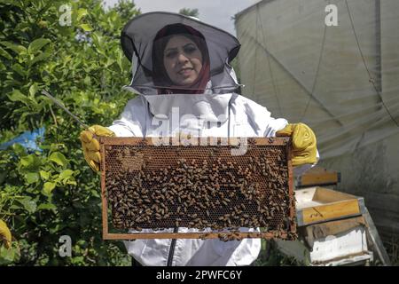 Eine Palästinenserin arbeitet in einer Bienenkammer, die während der jährlichen Erntesaison Honig von Bienenstöcken sammelt, in der Stadt Beit Hanoun im nördlichen Gazastreifen. Stockfoto