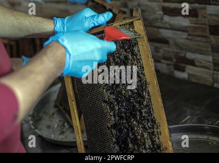 Gaza, Palästina. 28. April 2023. Ein Imker entfernt Waben aus einem Bienenstock, nachdem er während der jährlichen Erntesaison in der Stadt Beit Hanoun im nördlichen Gazastreifen Rauch zur Beruhigung der Bienen verwendet hat. (Foto: Mahmoud Issa/SOPA Images/Sipa USA) Guthaben: SIPA USA/Alamy Live News Stockfoto