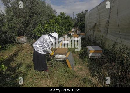 Gaza, Palästina. 28. April 2023. Eine Palästinenserin arbeitet in einer Bienenkammer, die während der jährlichen Erntesaison Honig von Bienenstöcken sammelt, in der Stadt Beit Hanoun im nördlichen Gazastreifen. (Foto: Mahmoud Issa/SOPA Images/Sipa USA) Guthaben: SIPA USA/Alamy Live News Stockfoto