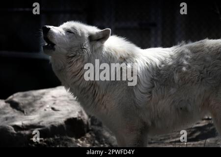 arktischer Wolf mit dunklem Hintergrund Stockfoto