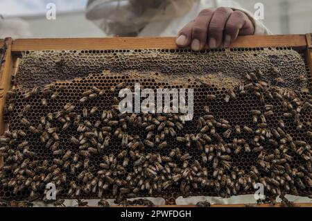 Gaza, Palästina. 28. April 2023. Ein Bienenstock, nachdem er die Bienen während der jährlichen Erntesaison mit Rauch beruhigt hat, in der Stadt Beit Hanoun im nördlichen Gazastreifen. (Credit Image: © Mahmoud Issa/SOPA Images via ZUMA Press Wire) NUR REDAKTIONELLE VERWENDUNG! Nicht für den kommerziellen GEBRAUCH! Stockfoto