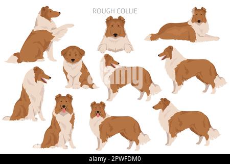 Rauer Collie Clipart. Verschiedene Posen, Fellfarben gesetzt. Vektorgrafik Stock Vektor