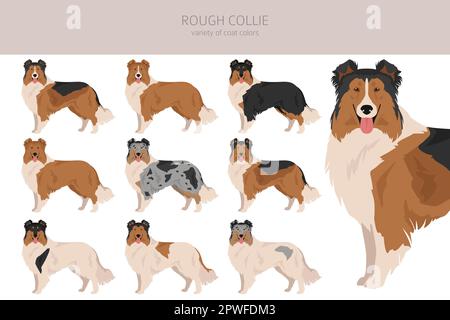 Rauer Collie Clipart. Verschiedene Posen, Fellfarben gesetzt. Vektorgrafik Stock Vektor