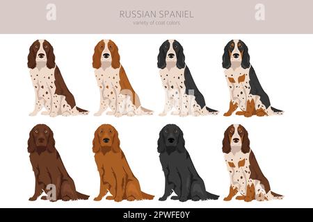 Russisches Spaniel Clipart. Alle Fellfarben eingestellt. Alle Hunderassen Merkmale Infografik. Vektorgrafik Stock Vektor