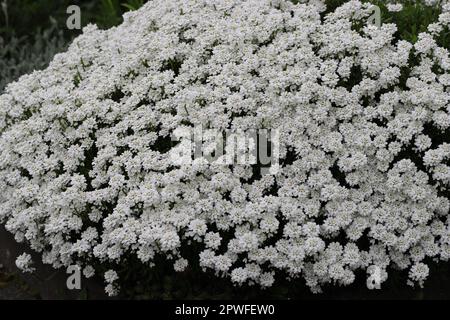 Nahaufnahme der wunderschönen weißen Blüten von Iberis sempervirens Stockfoto